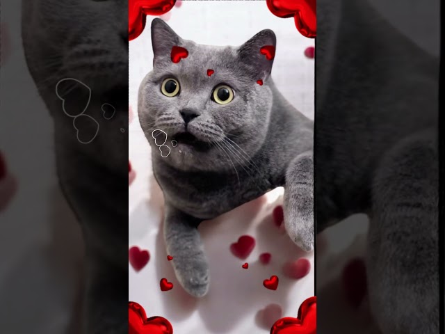 ❣️ I love you all: Your cat Syl_Vester ❣️#cat #catsound #catlover ❣️