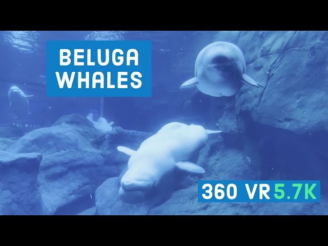 Beluga Whales Up-Close || Georgia Aquarium Gallery || Episode - 6 || 360 VR Video