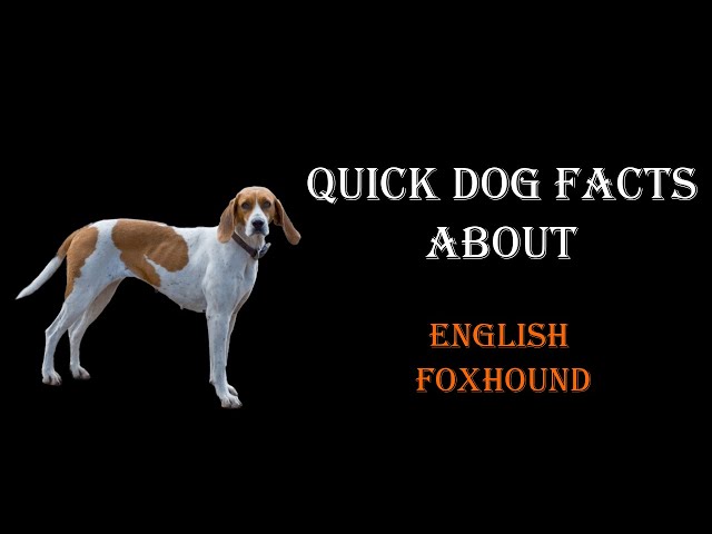 Quick Dog Facts About The English Foxhound!