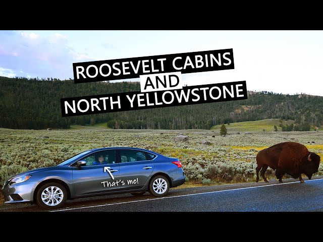 MORNING DRIVE ON YELLOWSTONE LAMAR VALLEY | Wildlife, Mammoth Hot Springs, Historic Fort Yellowstone