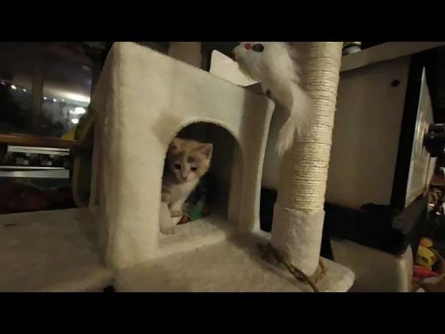 VR kitten playing in cat tower