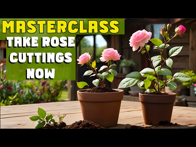 FREE ROSES! Take Rose cuttings NOW (JUNE) & propagate your roses for free #rosegrowingtips