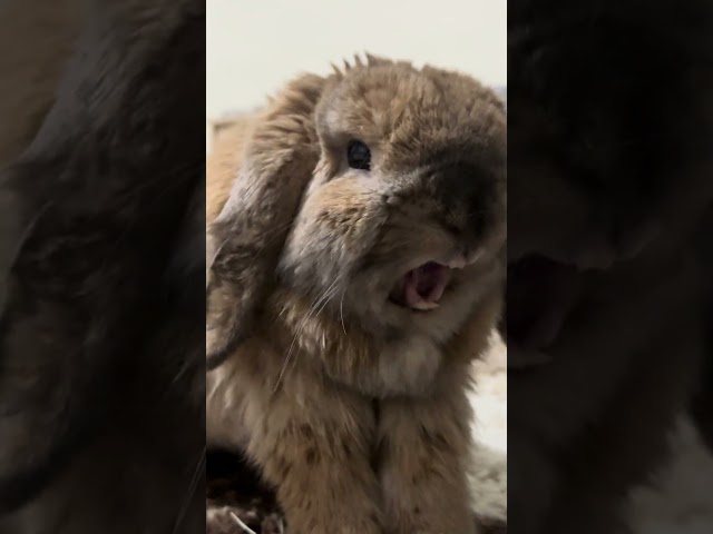 bunny yawnn #subscribe #funny #shorts #fyp #bunny #animals #cute #aesthetic