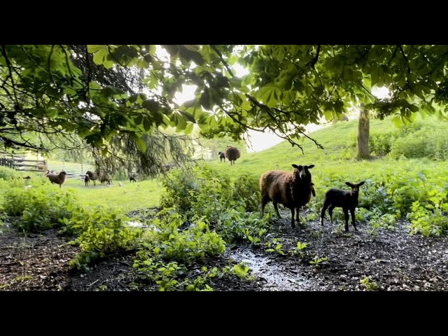 Flock stampede when fed, plant some beautiful ferns & woodland vistas