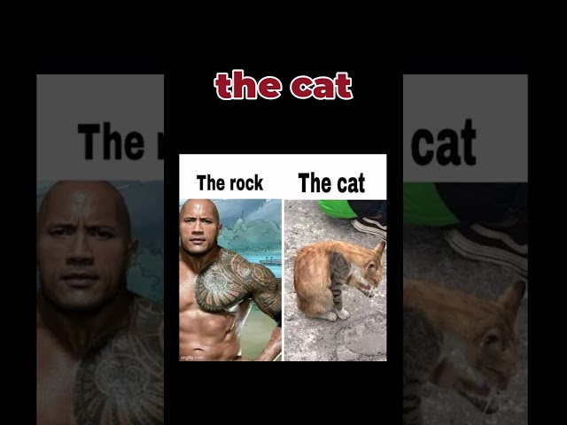 cat #dankmemes #memes #foryoupage #therock #cat #funny #epicmemes #funny #funnymemes #shorts