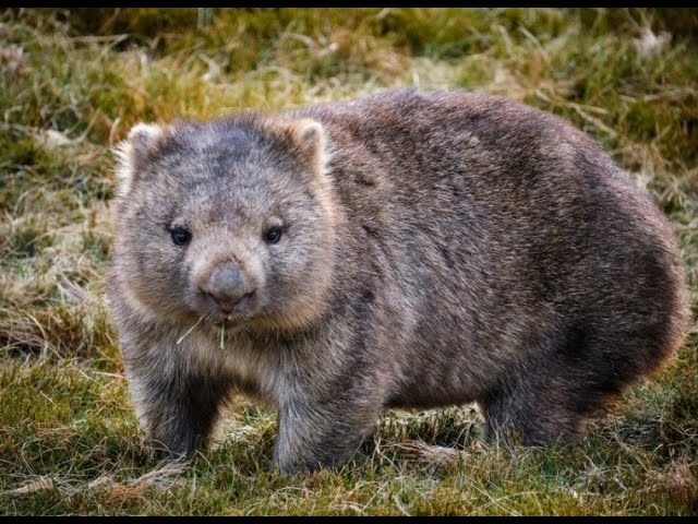 Wombat eating video-4k Nature (Ultra HD) | Nature's Sweet Tales.