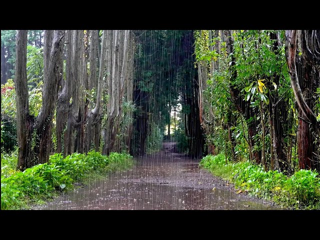 Beautiful Forest path to Walk on a Rainy Day Rain Sound - Special White Noise to Help you Sleep