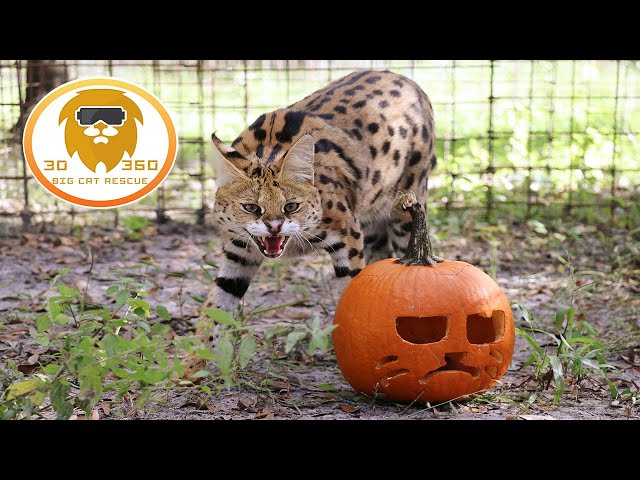 Big Cat Jag-O-Lanterns! 3D 180VR