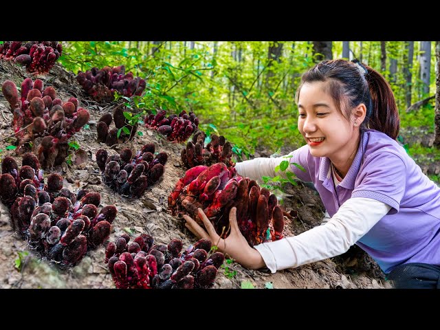 Harvesting Red Mushroom ( Cynomorium Songaricum ) -  Preserve mushrooms with wine | Harvest DailLife