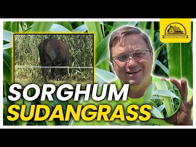 The Most Productive Cover Crop Is A Gamechanger: Sorghum Sudangrass