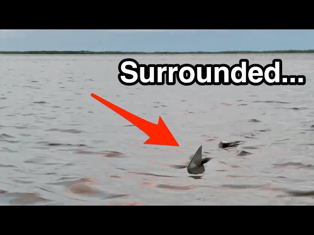 “Too close” encounter with sharks on a kayak.