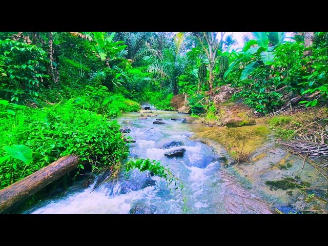 Calming Sounds And Beautiful Water Stream In A Shallow Forest River To Beat Stress to Deep Sleep