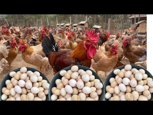 chicken farm - how to raise chickens for meat and eggs for beginners - chickens - chicken farming