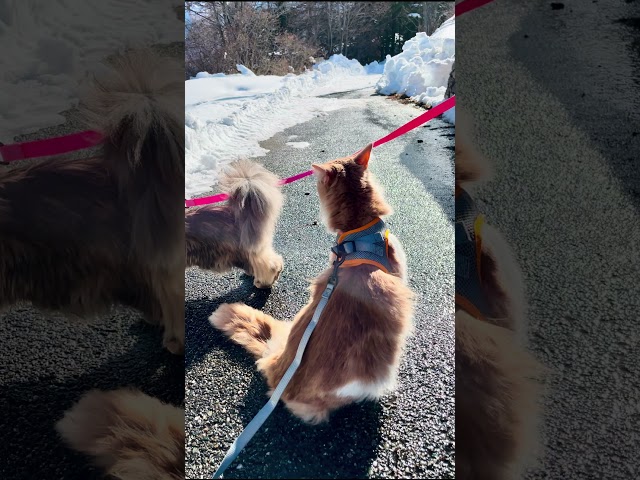 Maine Coon | Mike e Mendy sono ritornati nel posto magico dove sono nati 🐈‍⬛🐈❤️🏔️