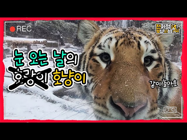 (SUB) Baby Tiger Only Following Zookeeper!│Snowing Tiger Valley🐯