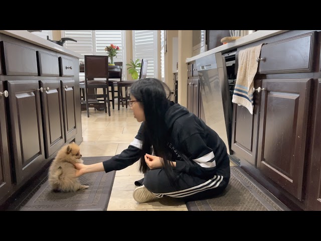 my 9 weeks old pomeranian puppy doing tricks