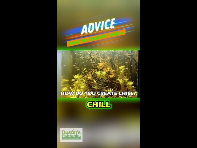 ADVICE: How To Create Chill In Your Planted Aquarium