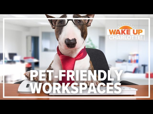 Companies creating pet friendly workspace