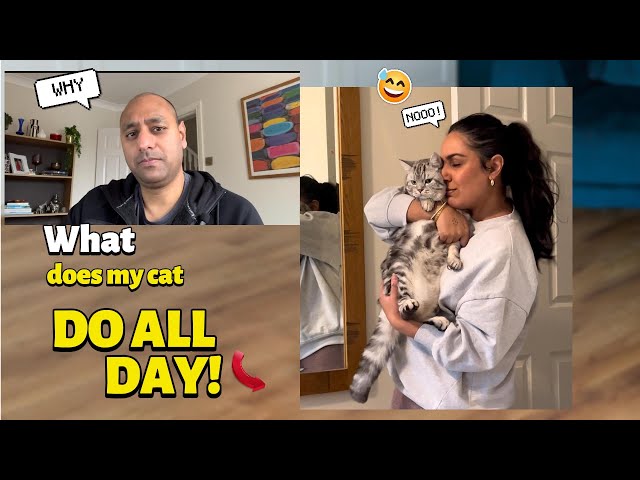 What do cats do all day  #catvideos #cutecat #meow