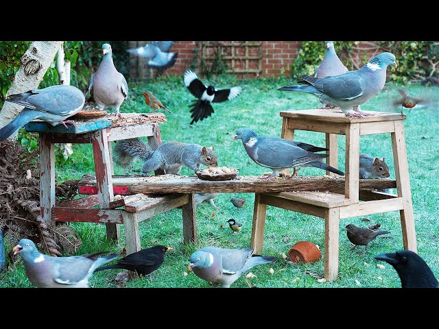 Cat TV ❄️ Birds & Squirrels Feed on Stools as Frost Melts ❄️ Birds for cats to watch 4K HDR