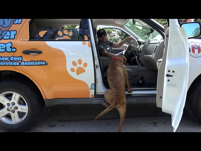 Hope For Paws Rescuing Stray Dogs Then This Happens - He Jumped In!