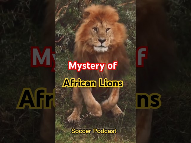 Mystery of Africa Lions #shorts #trending #viralvideo #africa #forest #lion #mystery