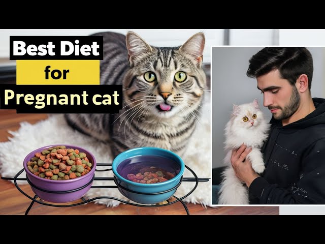 Essential Guide to Pregnant Cat Care Diet, Nutrition, and Health Tips for a Safe Delivery