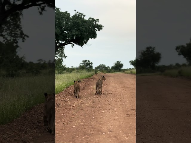 Lion cubs on the move to there mother #lion #southafrica #safari #krugerparksafari #big5