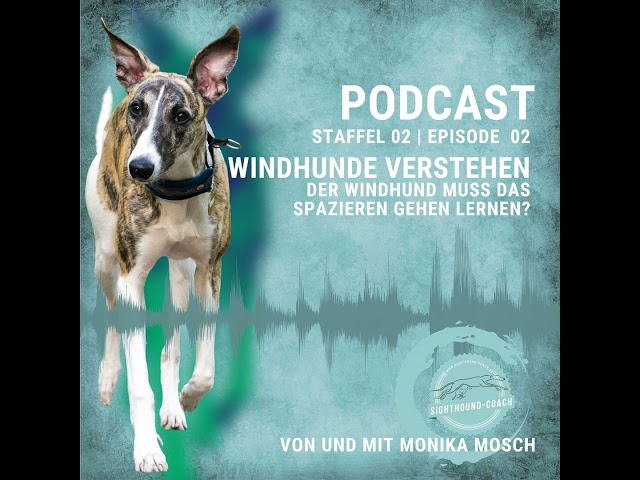 Der Windhund muss lernen Spazieren zu gehen?