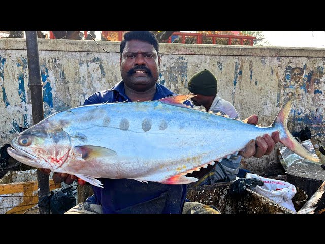 KASIMEDU 🔥 SPEED SELVAM | BIG QUEEN TREVALLY FISH CUTTING VIDEO | IN KASIMEDU | FF CUTTING 🔪