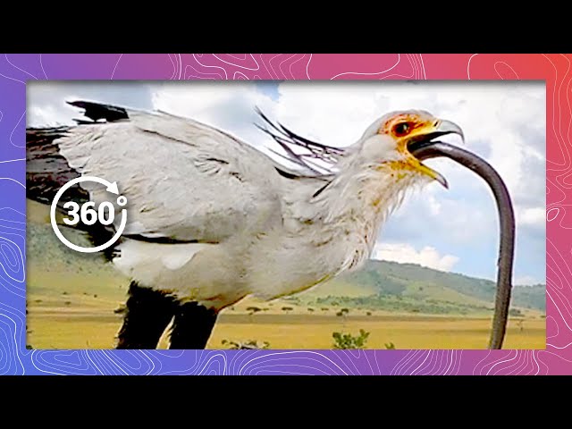 Secretarybird Vomits Snake to Feed Chick | Wildlife in 360 VR