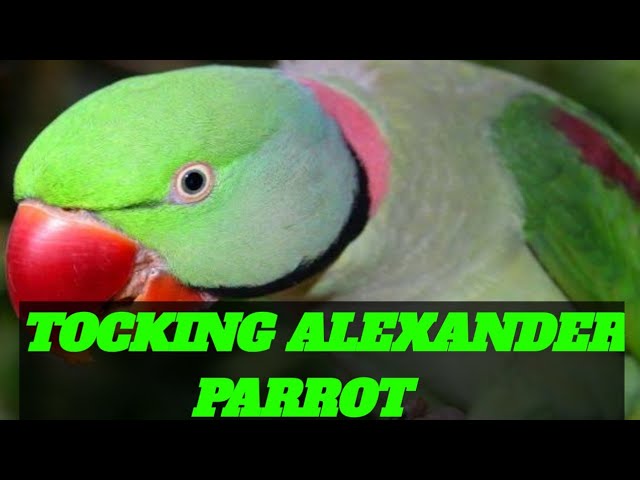 My home 🏠 Alexander tocking Parrot hand 👌 team Parrots