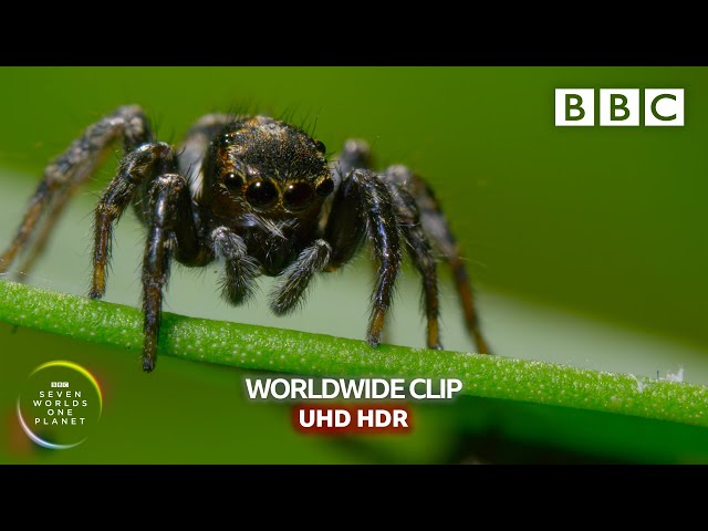 Mate or die trying! - Seven Worlds, One Planet | BBC Earth