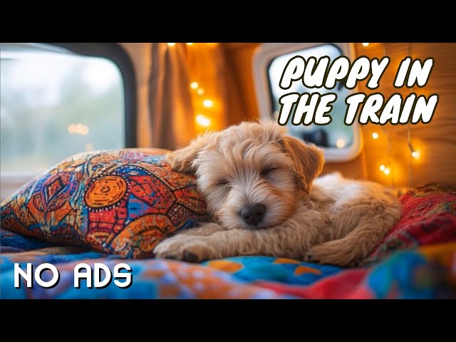 [𝗡𝗢 𝗔𝗗𝗦] Music on the Road to Calm your Dog 🚂 Cozy Relaxing Piano Music for Travel Time 🎵🐾