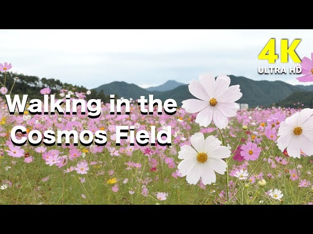 Walking in the cosmos flower fields | Meditation Relax Music | Beautiful Korea Scenery