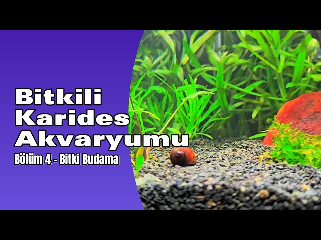 Akvaryum Bitkisi Nasıl Budanır? | Akvaryumu Bitki Dikmek