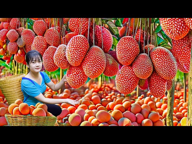 Harvest giant mutant Lychee hybrid Jackfruit to sell -Unique traditional recipe cook best fruit cake