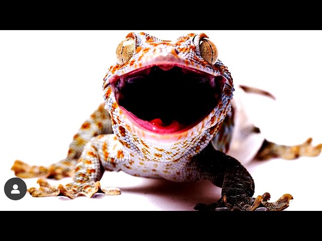 Suara Tokek Yang Keras Seram, Suara Tokek, Sound of Tokay Gecko, Tắc Kè, เสียงตุ๊กแก..ร้องน่ากลัว 9