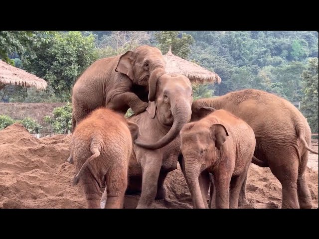 Joyful Moments at Elephant Nature Park! - ElephantNews