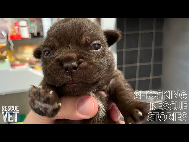 Tiny puppies abandoned and left to die: Otter's Story