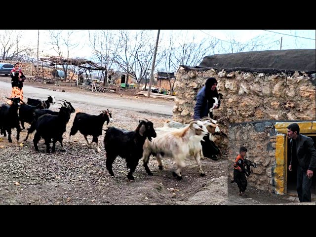 Cleaning the room and bringing the sheep with Hamid's help - an interesting and different experience