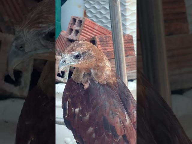 Amazing talking with Eagle Bird with sound and talking ASMR