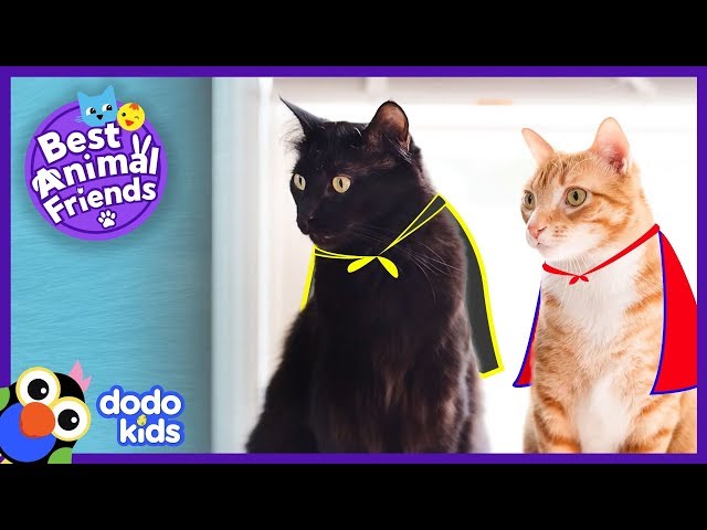 Cole And Marmalade Are Secret Supercats | Animal Videos For Kids | Dodo Kids