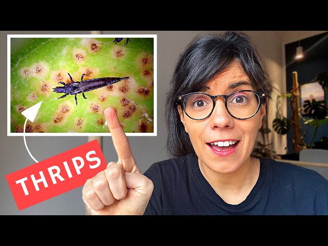 GET RID OF THRIPS (and make sure they never come back)