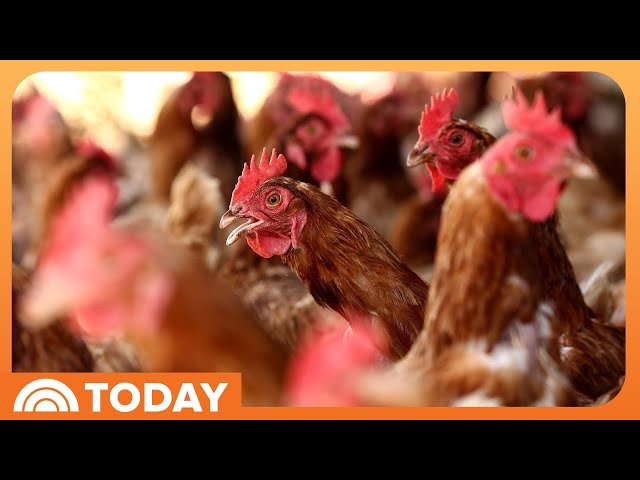 Bird flu outbreak spreads to more animals; egg prices spike