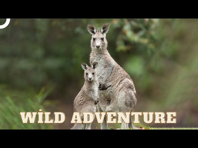 Kangaroos: Australia's Iconic Skitters | Wild Ones Episode 4 | Animal Documentary