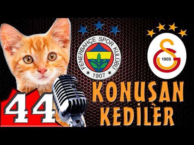 FB - GS Derbi Özel Konuşan Kediler 44 - En Komik Kedi Videoları