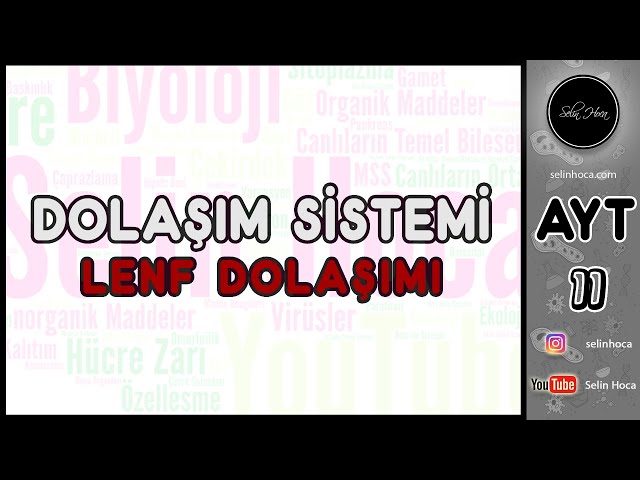 23) Dolaşım Sistemi - Lenf Dolaşımı