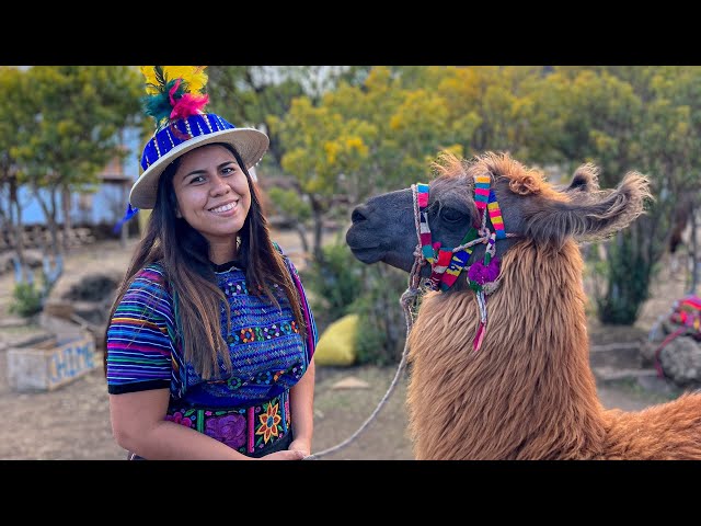 Llamas de Cuchumatanes🦙 (Guatemala) vestimos a producción 😱😂