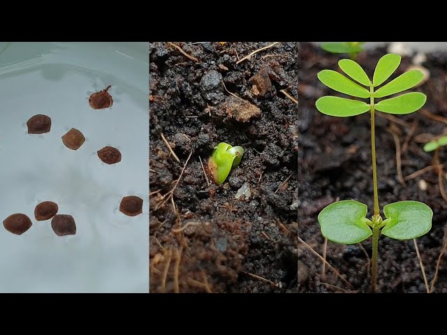 Mimosa pudica | How to grow Mimosa pudica (Sensitive Plant) from seeds